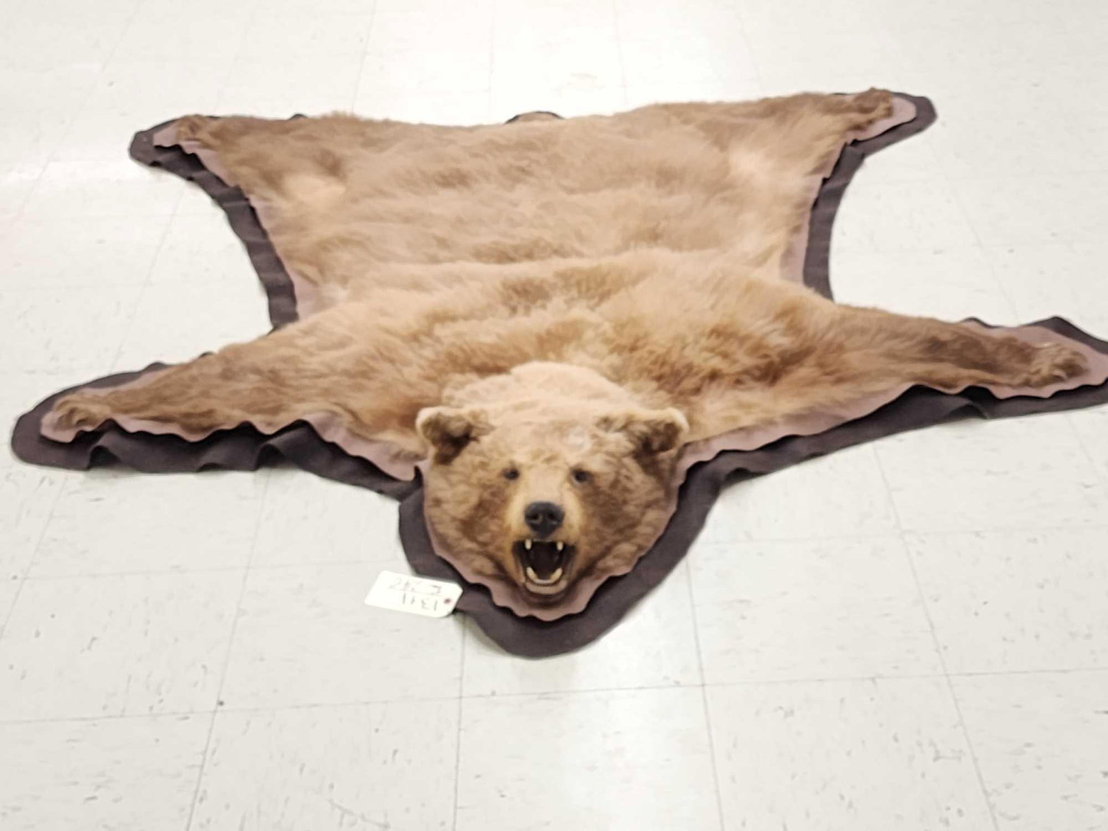 Blonde Phase Black Bear Rug Taxidermy (1 of 12)