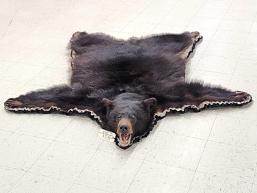 Black Bear Rug Taxidermy