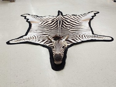 Unusual Zebra Rug With Finished Head Taxidermy