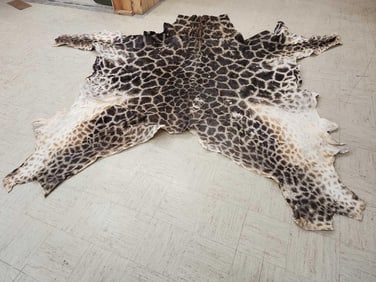 Tanned Giraffe Skin Taxidermy