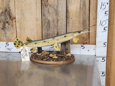 Thin Nose Gar Real Skin Fish Taxidermy