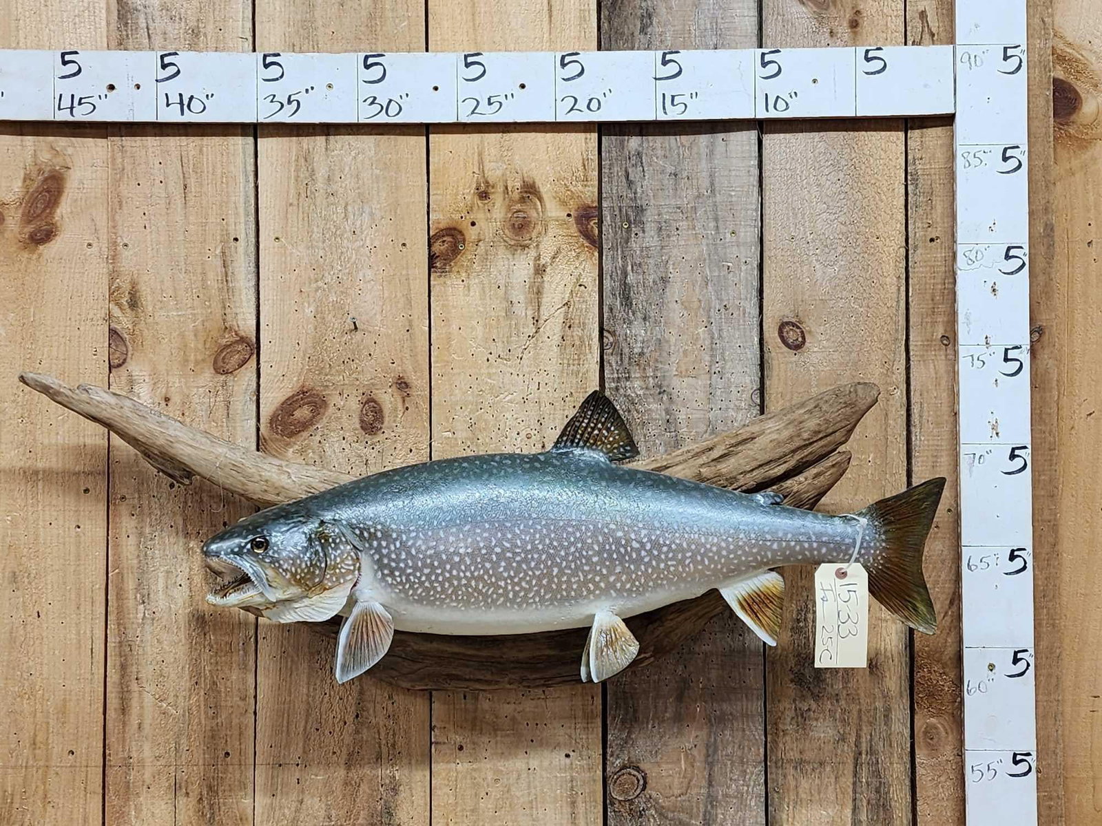 33" Lake Trout Real Skin Fish Taxidermy (1 of 4)