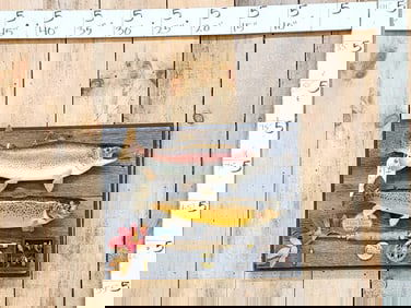 19" Brown Trout & 20" Rainbow Trout Real Skin Fish Taxidermy