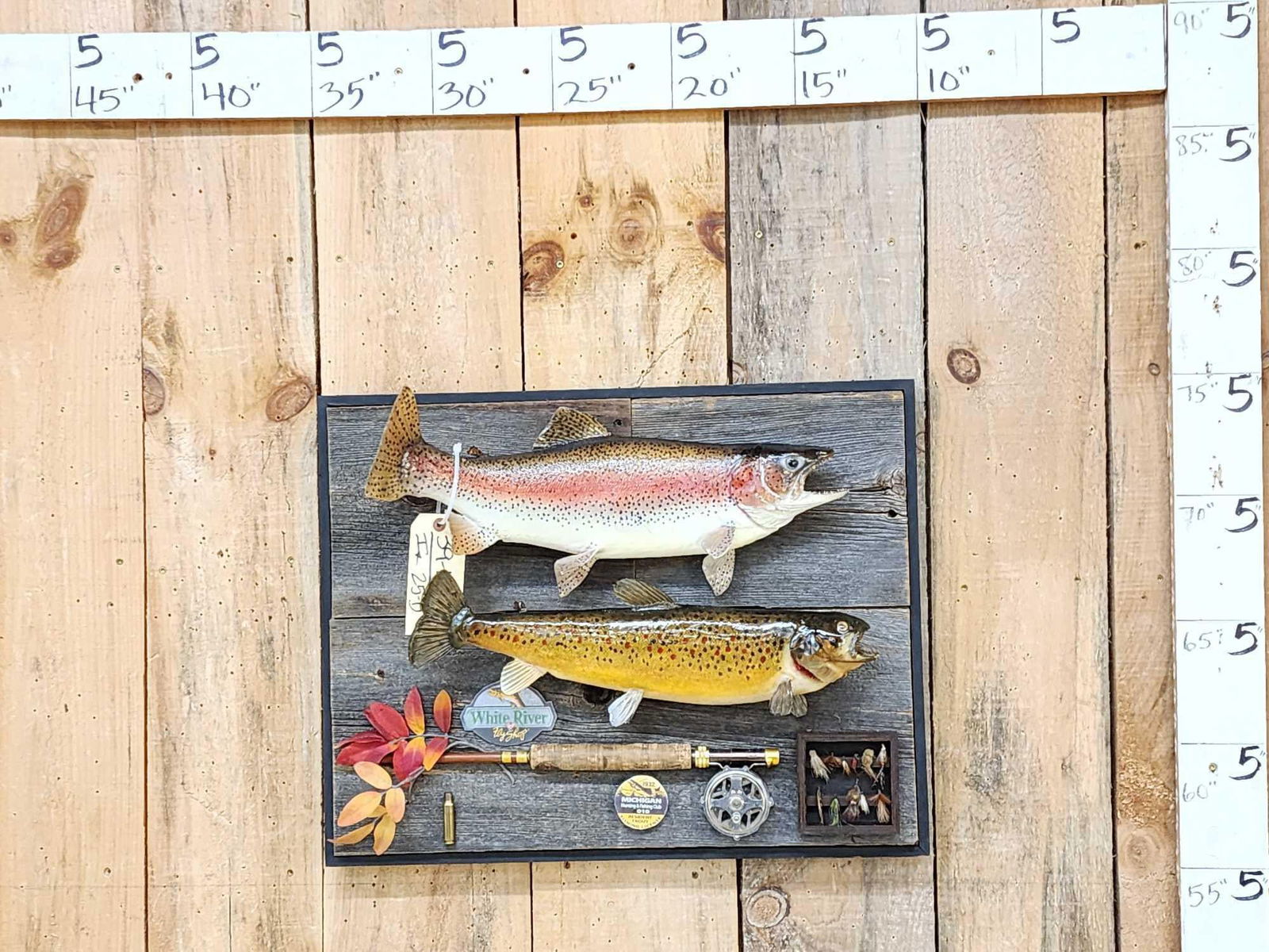 19" Brown Trout & 20" Rainbow Trout Real Skin Fish Taxidermy (1 of 7)