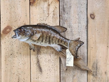 20" Smallmouth Bass Real Skin Fish Taxidermy