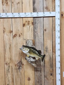 Gorgeous 22" Largemouth Bass Real Skin Fish Taxidermy