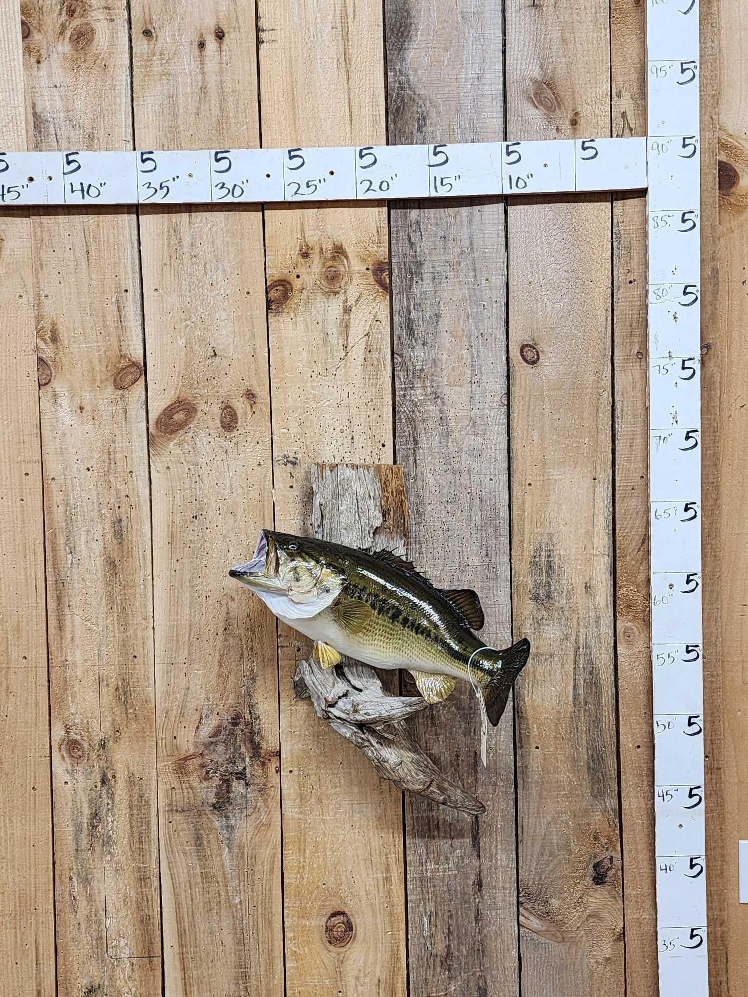 Gorgeous 22" Largemouth Bass Real Skin Fish Taxidermy (1 of 5)