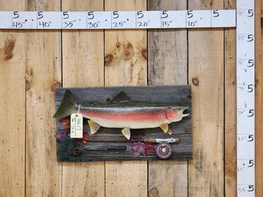 26" Rainbow Trout Real Skin Fish Taxidermy