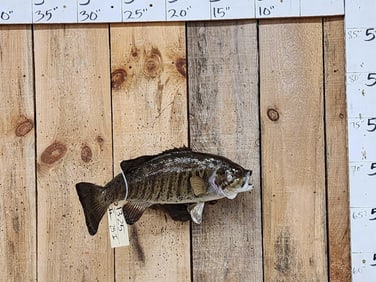 20" Largemouth Bass Real Skin Fish Taxidermy