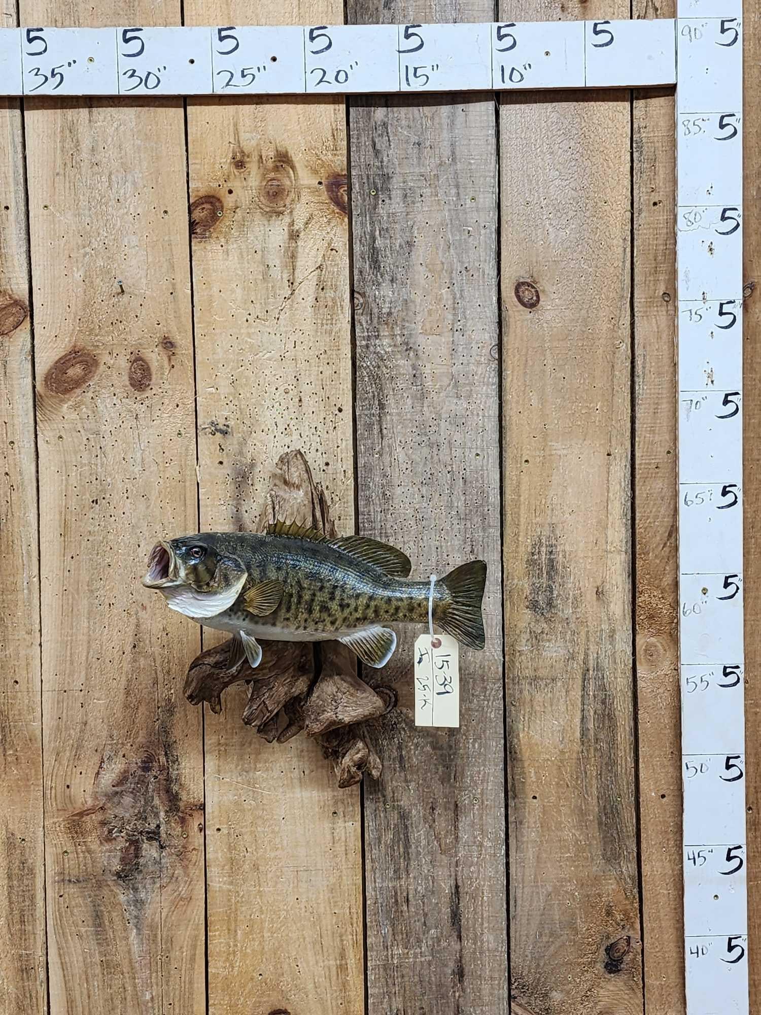 18" Smallmouth Bass Real Skin Fish Taxidermy (1 of 4)