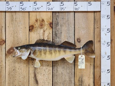 30" Walleye Real Skin Fish Taxidermy
