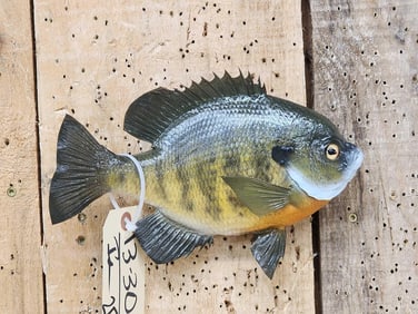 9 1/2" Bluegill Real Skin Fish Taxidermy