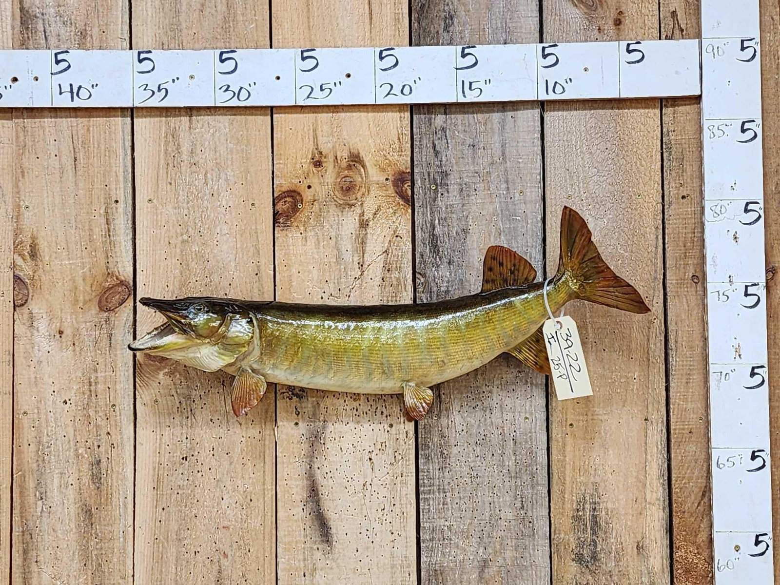 30" Muskie Real Skin Fish Taxidermy (1 of 4)