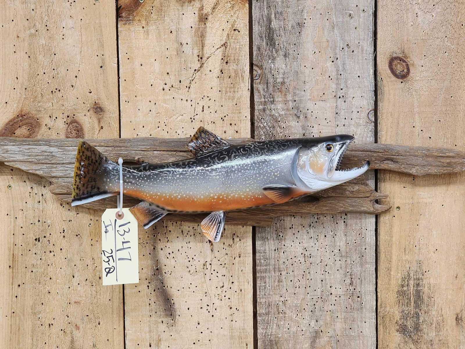 18" Brook Trout Reproduction Fish Taxidermy (1 of 4)