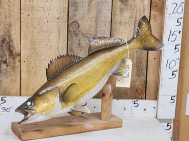 28" Walleye Real Skin Fish Taxidermy