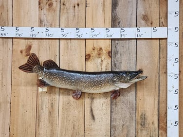 41" Northern Pike Real Skin Fish Taxidermy