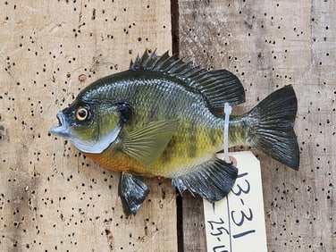 9 1/2" Bluegill Real Skin Fish Taxidermy