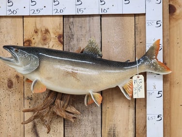 36" Lake Trout Fish Taxidermy