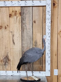 Stanley Crane Full Body Bird Taxidermy