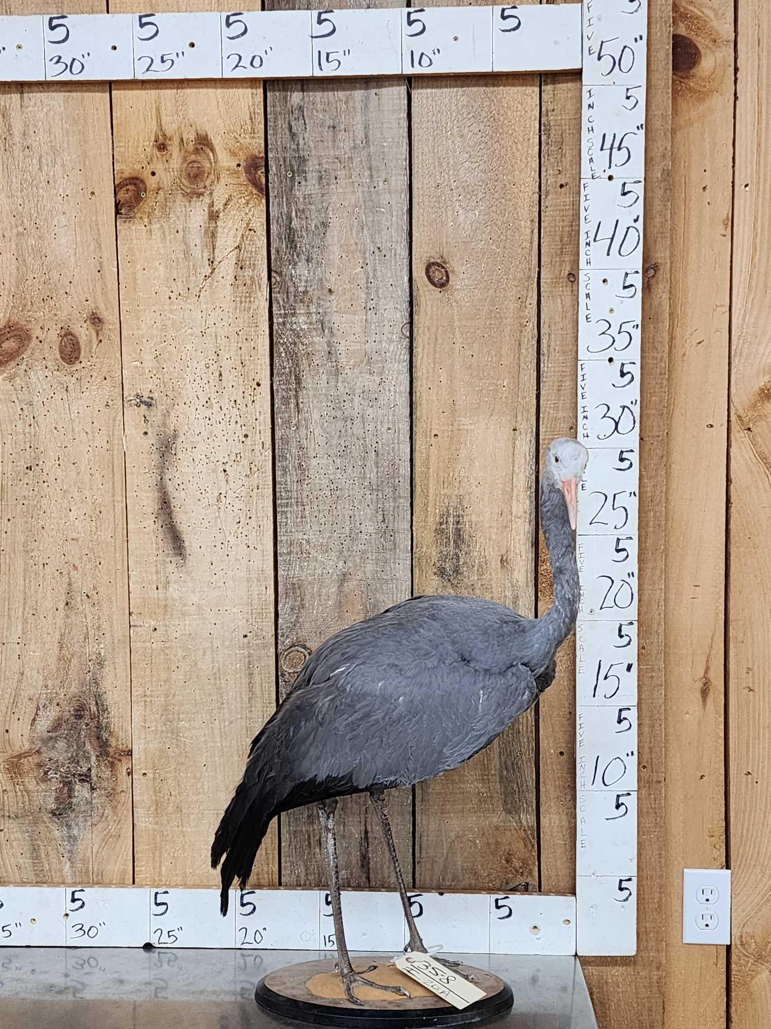 Stanley Crane Full Body Bird Taxidermy: 35.8 AKA Blue Crane very hard to find mount South Africa