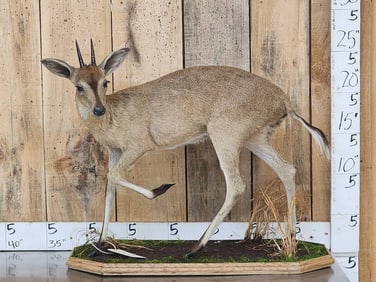 African Duiker Full Body Taxidermy Mount