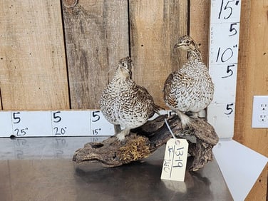 Pair Of Sharp Tail Grouse Full Body Bird Taxidermy