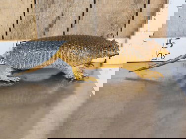 Greater Naked Tailed Armadillo Full Body Taxidermy Mount