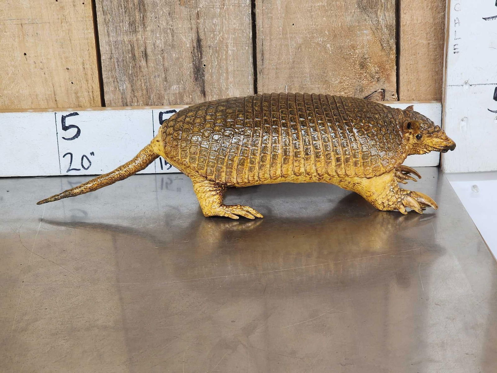 Greater Naked Tailed Armadillo Full Body Taxidermy Mount (1 of 6)