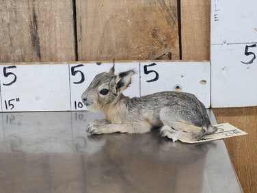 Baby Patagonian Mara Full Body Taxidermy Mount