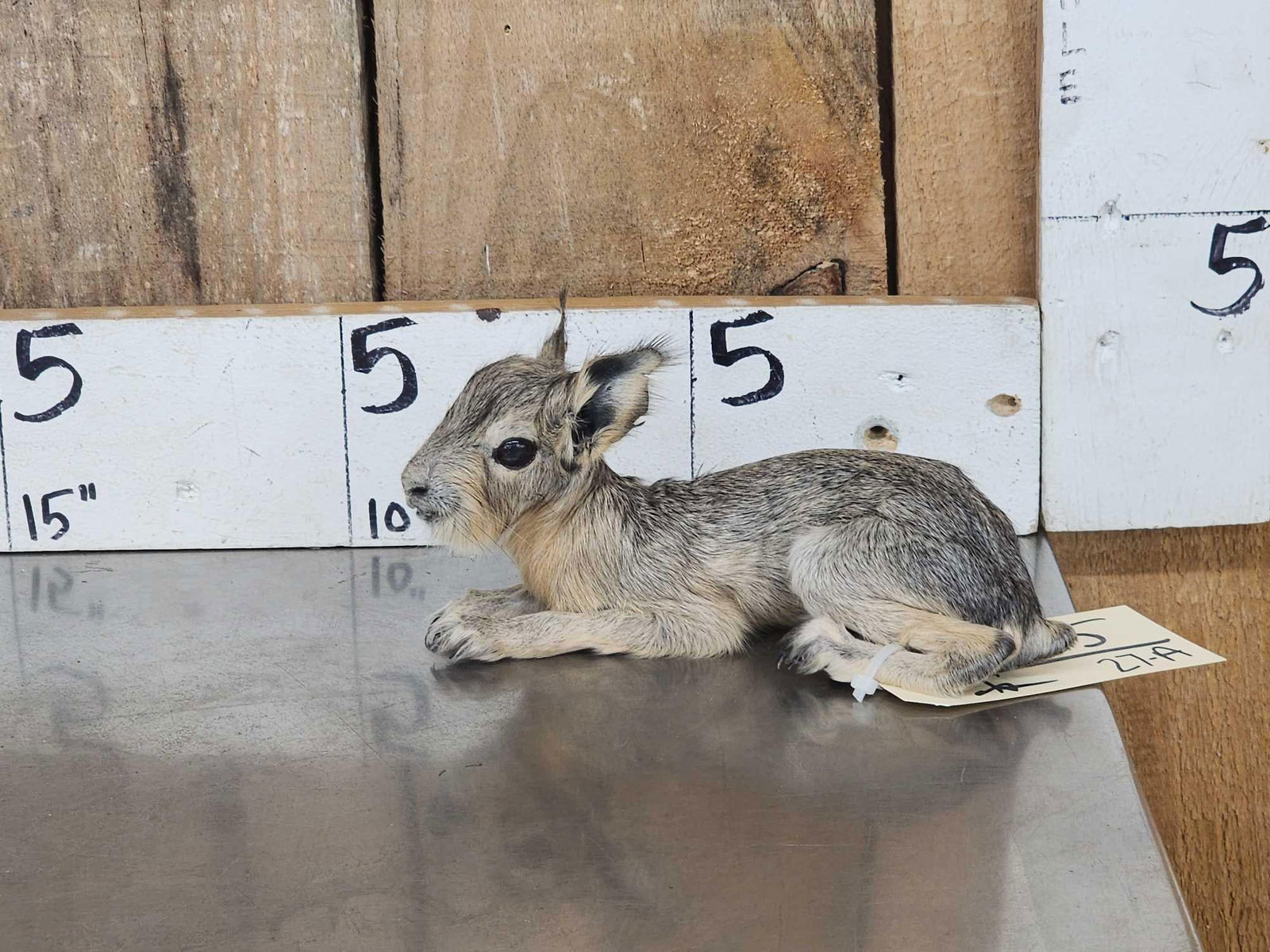 Baby Patagonian Mara Full Body Taxidermy Mount: 35.35 Unusual mount to find