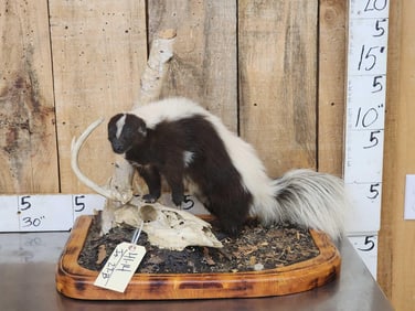 Skunk Full Body Taxidermy Mount