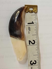 Alaskan Eskimo or Inuit Artwork Polar Bear Claw & Walrus Ivory Necklace Pendant