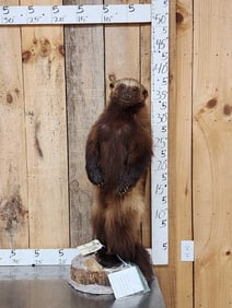 Alaskan Wolverine Full Body Taxidermy Mount