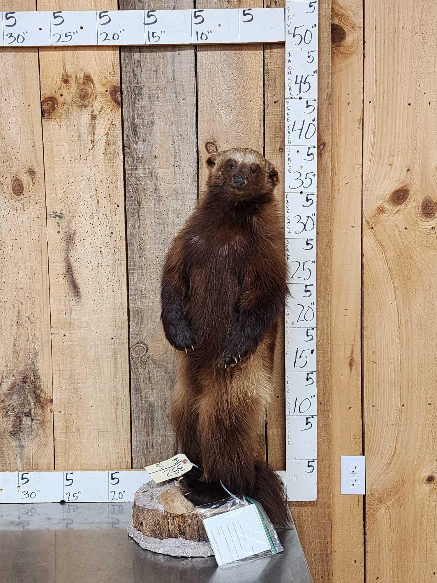 Alaskan Wolverine Full Body Taxidermy Mount: 35.2 Thick prime fur Cool standing pose good colors