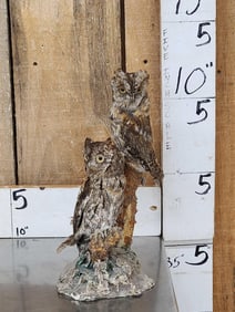 Pair Of Eurasian Scops Owls Full Body Bird Taxidermy