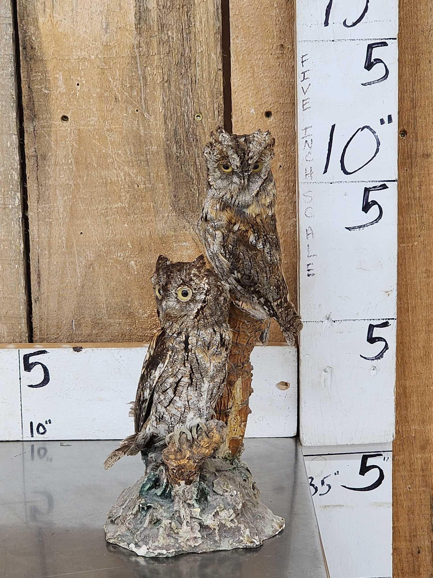 Pair Of Eurasian Scops Owls Full Body Bird Taxidermy (1 of 8)