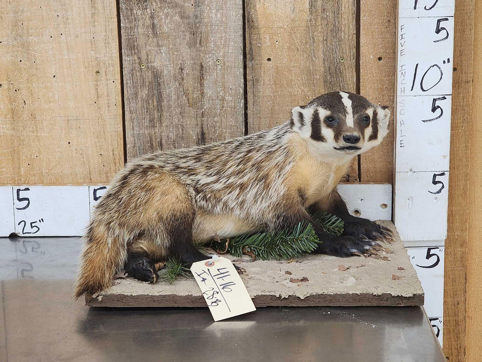 Badger Full Body Taxidermy Mount (1 of 8)