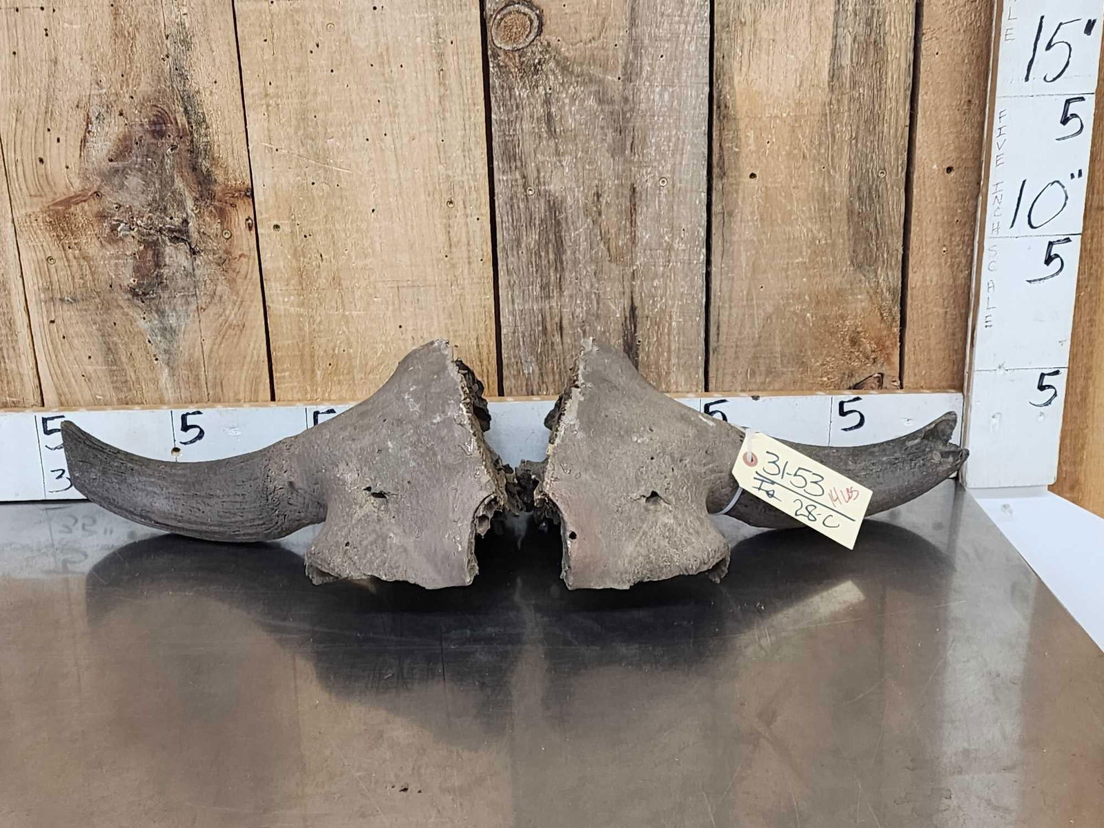 Ancient American Bison Buffalo Skull Plate Partially Fossilized (1 of 4)