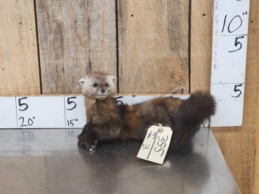 Pine Marten Full Body Taxidermy Mount