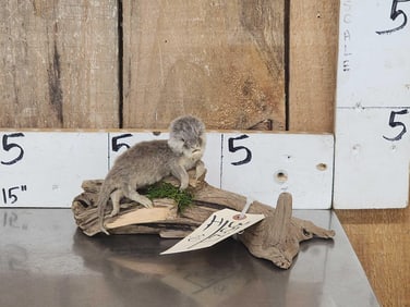 Baby Otter Full Body Taxidermy Mount