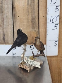 Male & Female Eurasian Blackbirds Bird Taxidermy