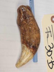 Huge Fossilized Cave Bear Canine Tooth