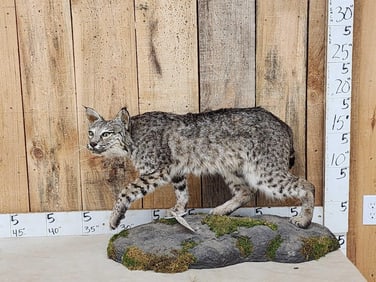 Nice Color Phase Bobcat Full Body Taxidermy Mount