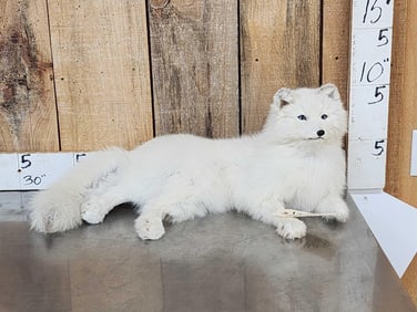 Arctic Fox Full Body Taxidermy Mount