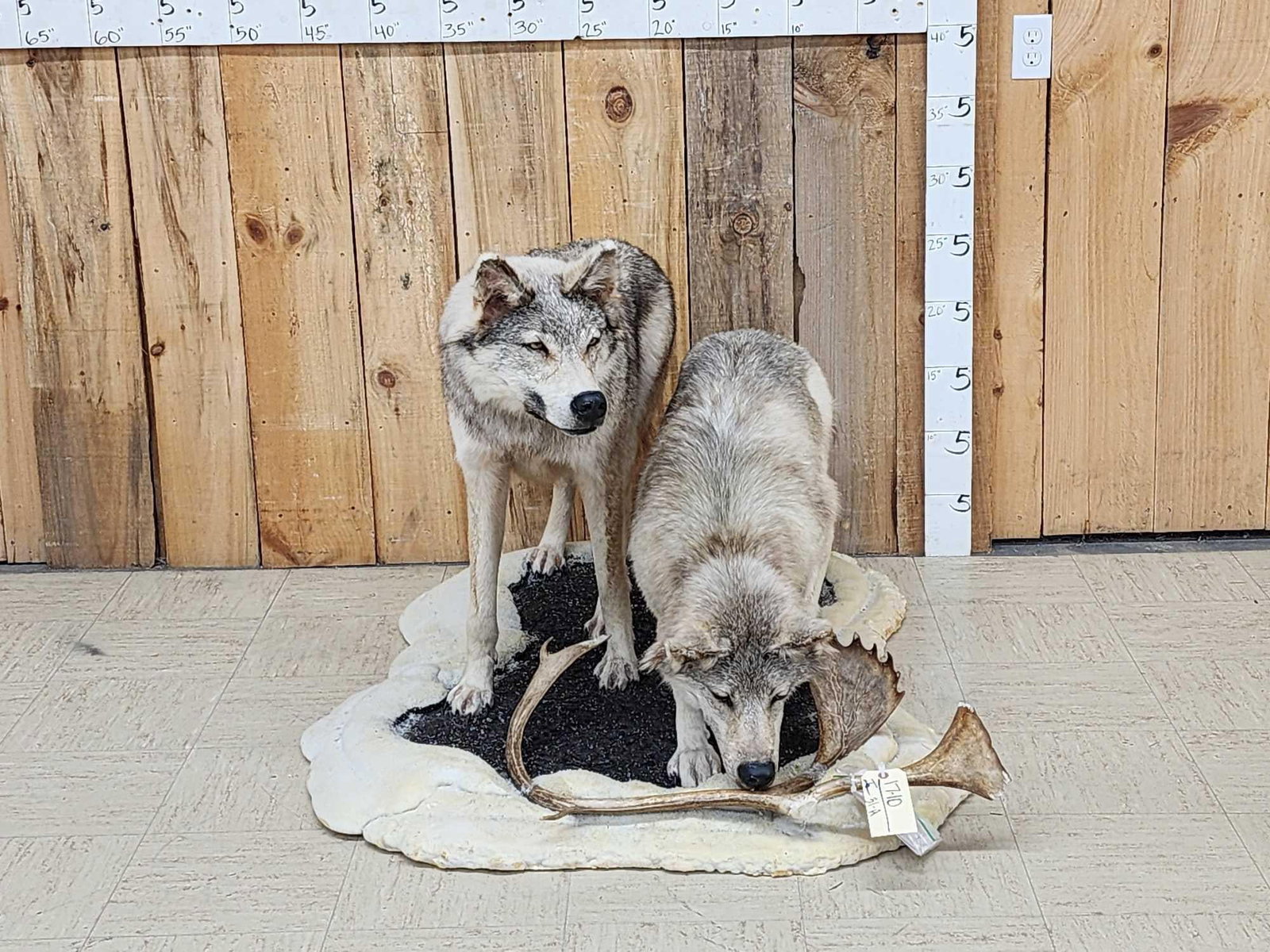 2 Alaskan Wolves On The Hunt Full Body Taxidermy Mount (1 of 7)