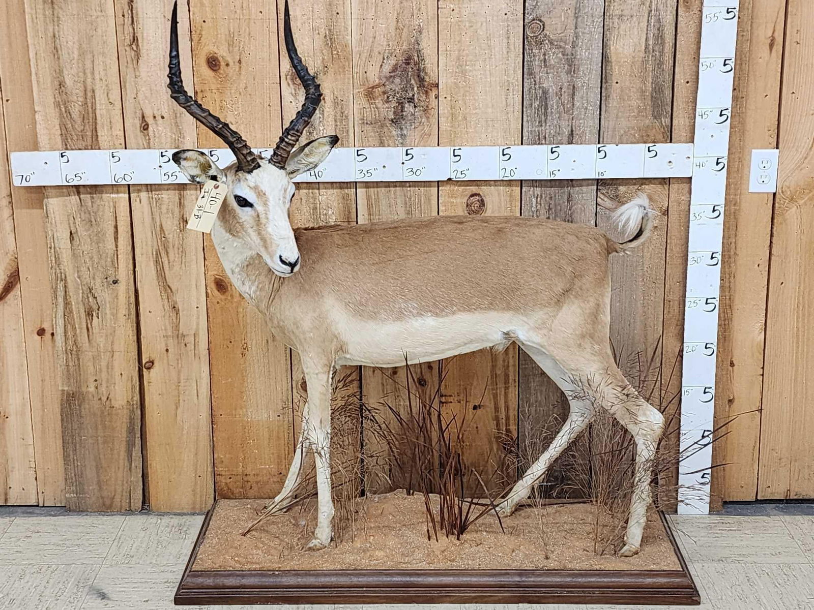 Super Rare Piebald African Impala Full Body Taxidermy Mount (1 of 9)