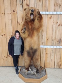 Big Russian Blonde Phase Brown Bear Full Body Taxidermy Mount