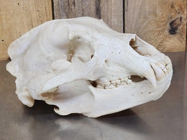 Big Russian Brown Bear Skull Taxidermy