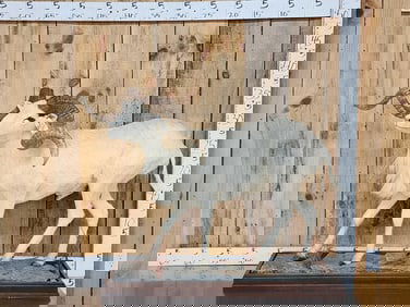 Texas Dall Ram Sheep Shoulder Mount Taxidermy