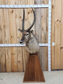 Extra Nice African Waterbuck Pedestal Taxidermy Mount